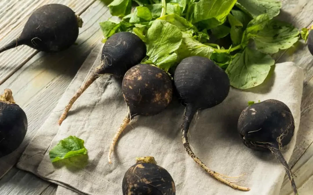 Radis noir détox : le guide complet pour une cure détoxifiante naturelle