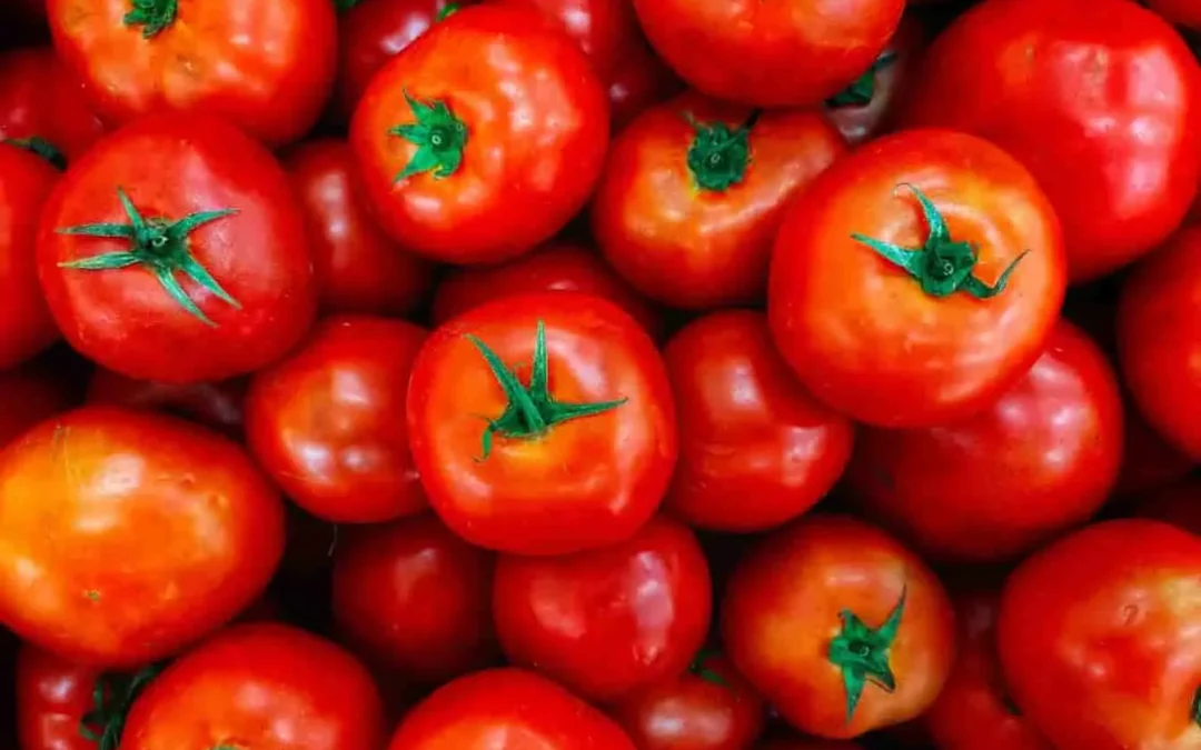 Bienfaits des tomates : découvrez toutes les vertus santé de ce super-aliment