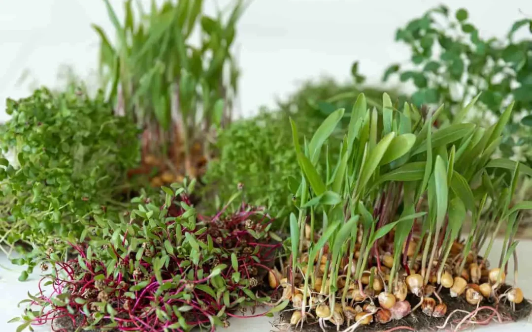 Quelle légumineuse a été envoyée dans l&rsquo;espace pour tester la germination ?