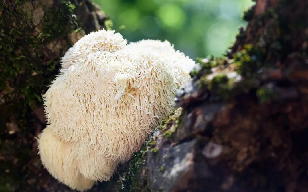 Champignon Crinière de Lion (Hericium erinaceus) : bienfaits, dosage et guide complet