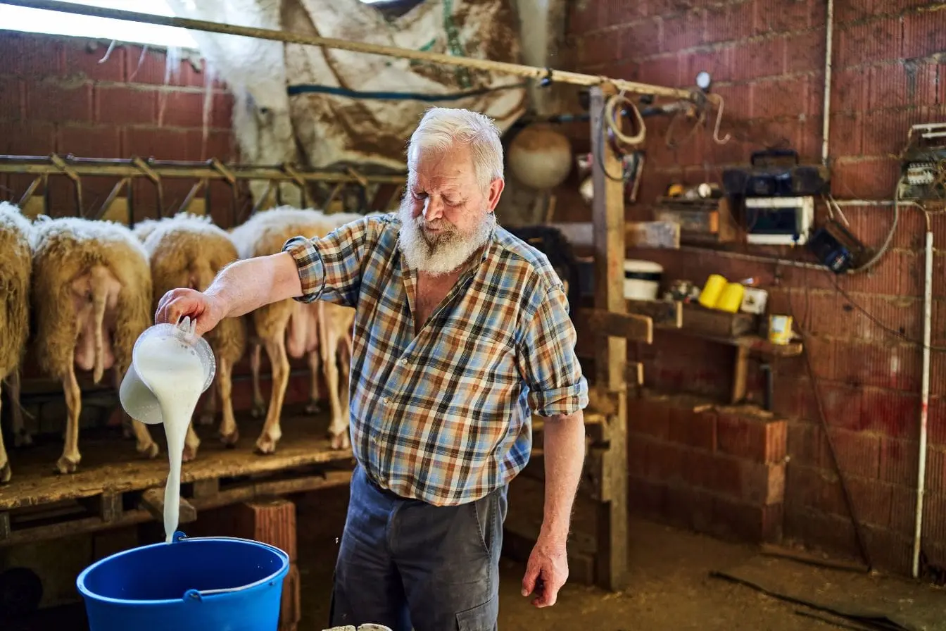 Fermier en chemise à carreaux manipulant du lait dans une bergerie, image liée à la production artisanale de lait de brebis
