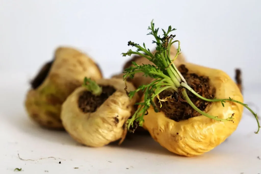 Maca du Pérou en racines entières avec texture rugueuse et jeunes pousses, image d’un superaliment brut