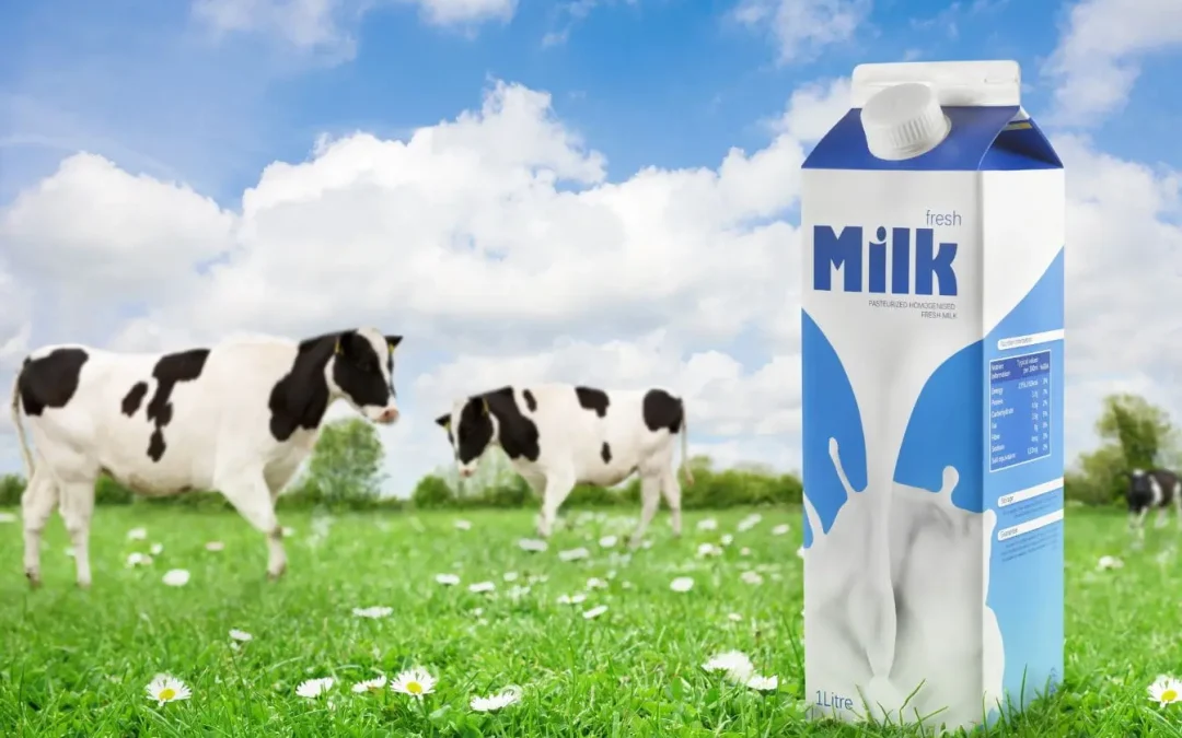Le lait de vache est-il bon pour la santé ? Vérités, bienfaits et controverses