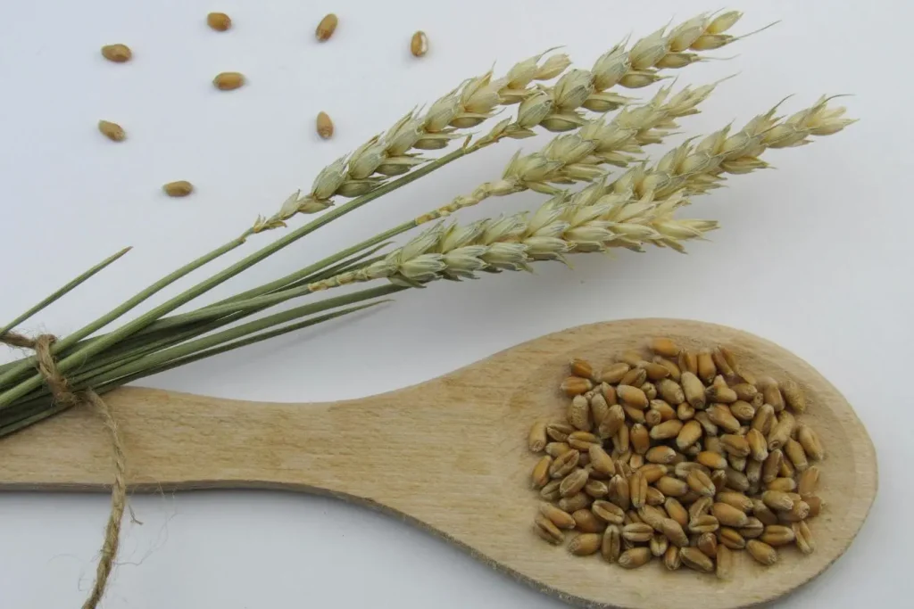 Épis de blé liés avec grains visibles, image illustrant l’allergie au gluten et les signes qui ne trompent pas chez l’adulte.