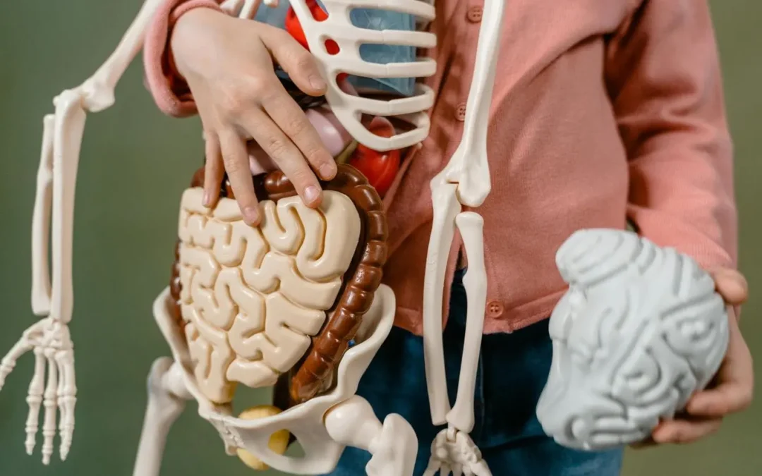Axe intestin-cerveau : comment fonctionne cette connexion biologique ?