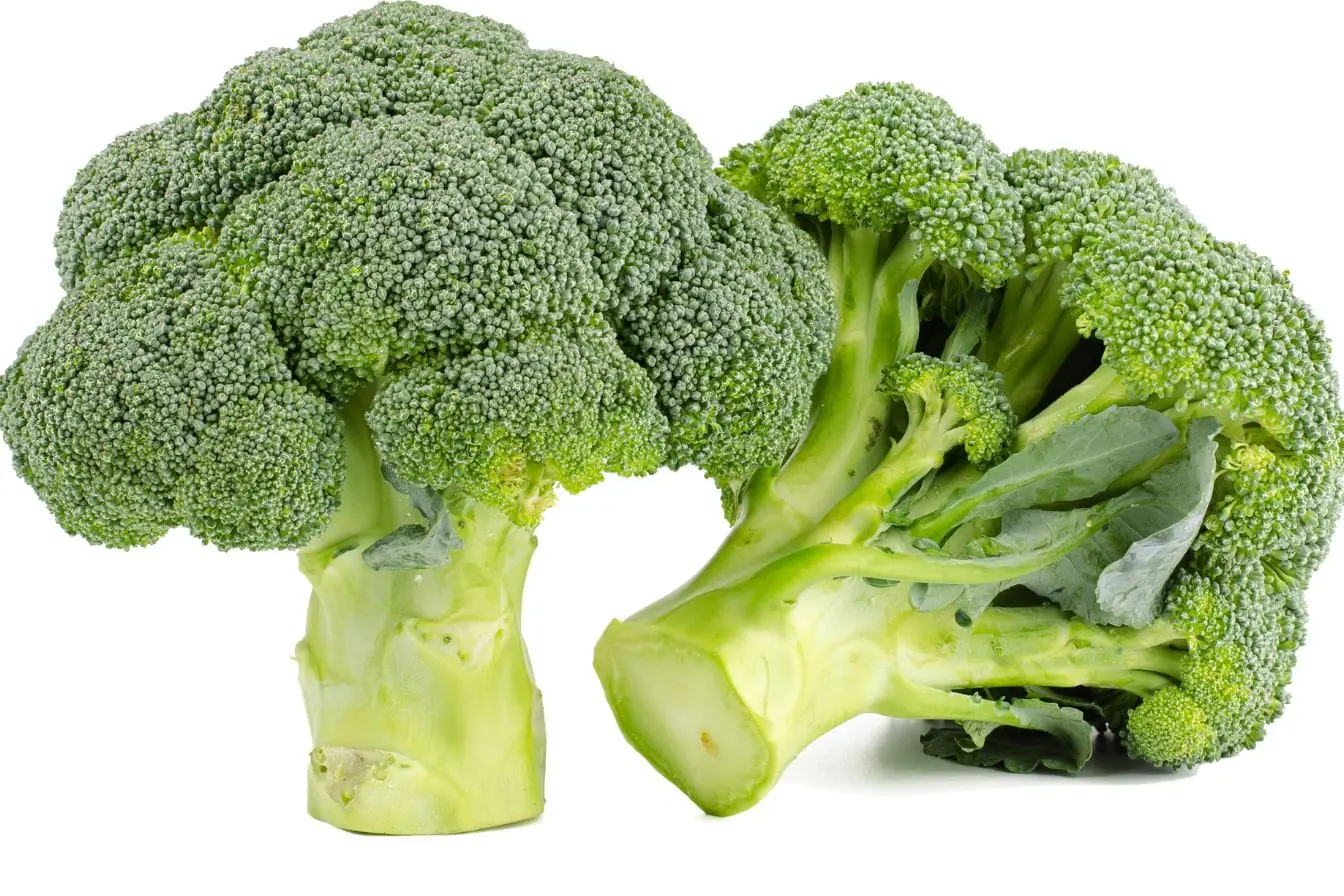 Brocolis Deux têtes de brocoli vert posées côte à côte, image illustrant un aliment clé pour réguler la dominance en œstrogènes naturellement.