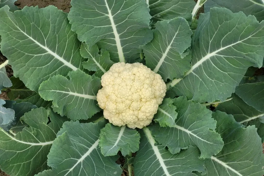 Gros plan sur chou-fleur blanc compact dans sol, symbole de légume crucifère utile contre la dominance en œstrogènes.