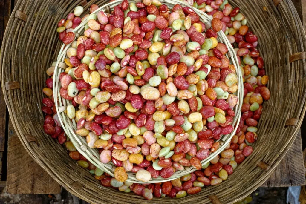 Gros plan sur paniers remplis de haricots colorés, image qui illustre la diversité des sources de fer végétal et l’importance d’optimiser leur biodisponibilité.