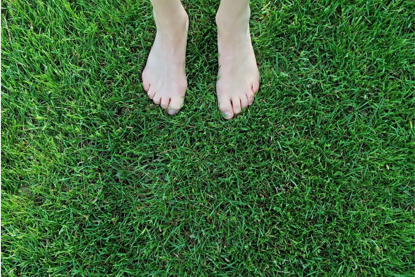 Pieds nus posés sur herbe verte Herbe dense sous pieds nus, reflet de la connexion directe à la terre et des effets prouvés du grounding.