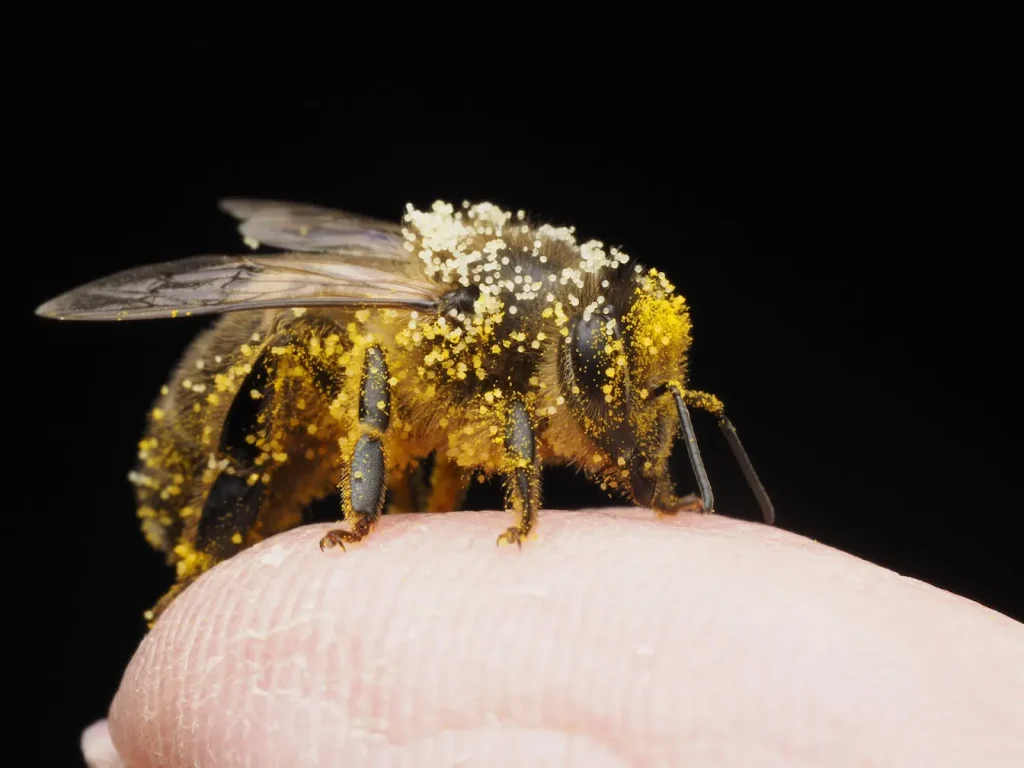 Abeille recouverte de pollen jaune posée sur un doigt, image qui illustre les bienfaits du pollen d’abeille pour renforcer l’immunité.