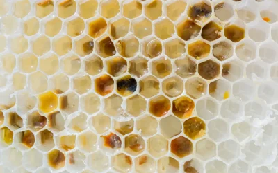 Les bienfaits de la gelée royale : vertus, cure et mode d’emploi