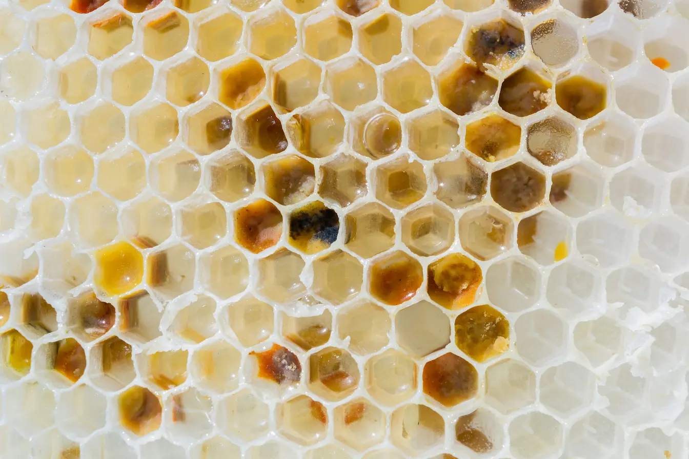 alvéoles de miel Gros plan sur alvéoles de miel doré, image qui illustre les bienfaits de la gelée royale et son rôle nutritif.