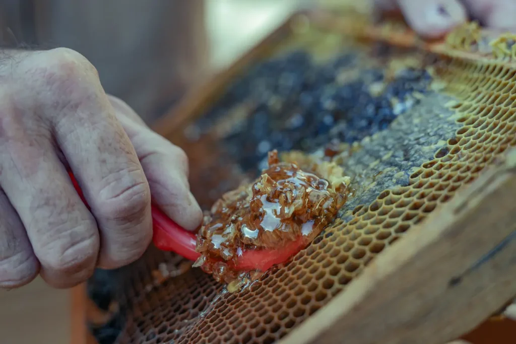 Gros plan sur une main raclant un cadre de miel, image des bienfaits de la propolis qui protège et renforce naturellement l’organisme.