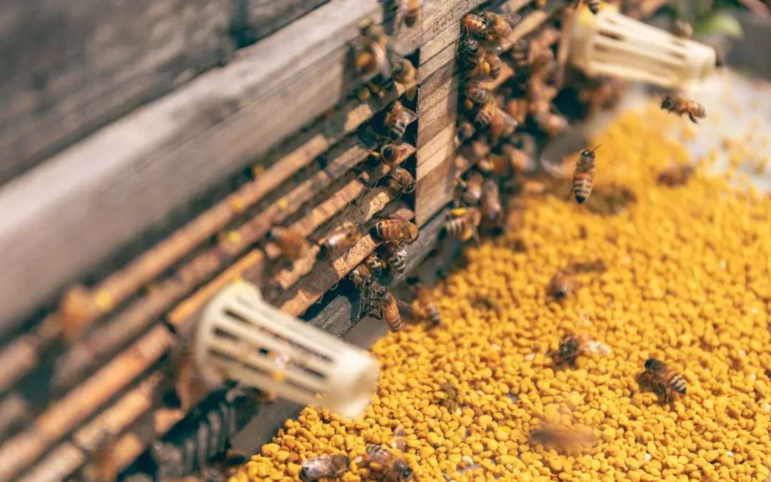 Les bienfaits du pollen d&rsquo;abeille : vertus, santé et conseils de cure